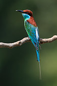 Blue-throated Bee-eater (Merops viridis) perched on a branch, Malaysia