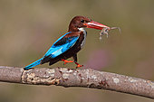 White-throated Kingfisher (Halcyon smyrnensis) perched on a branch with frog prey in beak, Malaysia