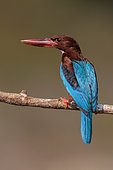 White-throated Kingfisher (Halcyon smyrnensis) perched on a branch, Malaysia