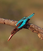 White-throated Kingfisher (Halcyon smyrnensis) perched on a branch, Malaysia