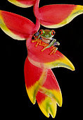 Red-eyed Tree Frog (Agalychnis callidryas) sitting on Heliconia flower (Heliconia spec.), Costa Rica