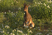 Kirk's Dikdik (Madoqua kirkii) male marking territory by defecating, Samburu National Reserve, Kenya