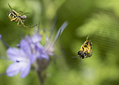 Mining bee (Lasioglossum marginatus) taken in a spider's web, Ballons des Vosges Regional Natural Park, France