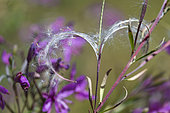Flight of seedsWillowherb (Epilobium sp), Mont Ventoux, Provence, France