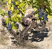 Clusters of grapes on vine stock, Muscat de Beaumes-de-Venise, old vines, Vaucluse, Provence, France