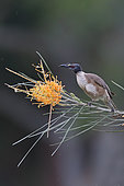 Noisy Friarbird (Philemon corniculatus), Australia