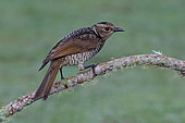 Regent Bowerbird (Sericulus chrysocephalus) female, Australia