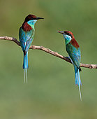 Blue-throated Bee-eater (Merops viridis) pair, Malaysia