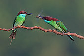 Blue-throated Bee-eater (Merops viridis) pair displaying, Malaysia