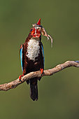 White-throated Kingfisher (Halcyon smyrnensis) eating frog, Malaysia