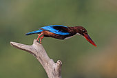 White-throated Kingfisher (Halcyon smyrnensis), Malaysia