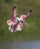 Roseate Spoonbill (Platalea ajaja) flying, Florida, USA