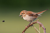 Red-backed Shrike (Lanius collurio) female regurgetating pellet, Saxony, Germany