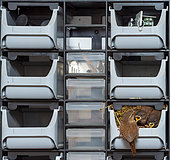 Eurasian Wren (Troglodytes troglodytes) raising offspring in a toolbox in a car service station, Rhineland-Palatinate, Germany