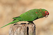 Mitred parakeet (Psittacara mitratus)