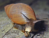 Euglandine (Euglandina rosea), USA