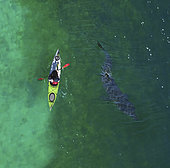 Aerial view of Basking shark, Cetorhinus maximus, and kayak. is the second-largest living shark, after the whale shark, and one of three plankton-eating shark species, along with the whale shark. Adults typically reach 6–8 m (20–26 ft) in length. The gill rakers, dark and bristle-like, are used to catch plankton as water filters through the mouth and over the gills. Despite their large size and threatening appearance, basking sharks are not aggressive and are harmless to humans. The basking shark has long been a commercially important fish, as a source of food, shark fin, animal feed, and shark liver oil. Overexploitation has reduced its populations to the point where some have disappeared and others need protection England