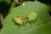 Southern Green Stink Bug (Nezara viridula) adult and larva