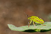 Southern Green Stink Bug (Nezara viridula) larva