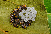 Brown marmorated stink bug (Halyomorpha halys) first instar larvae