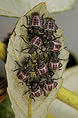 Brown marmorated stink bug (Halyomorpha halys) 3rd instar larvae