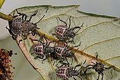 Brown marmorated stink bug (Halyomorpha halys) larvae