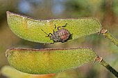 Brown marmorated stink bug (Halyomorpha halys) 5th instar larva