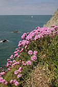 Thrift seapink (Armeria maritima) flowers, Cancale, Britany, France