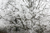 English oak (Quercus robur) under the frost in winter, Touraine, France