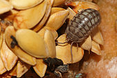Common Pill Woodlouse (Armadillidium vulgare) on food detritus from the compost bin