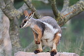 Yellow Footed Rock-Wallaby (Petrogale xanthopus)