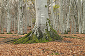 Hêtre commun (Fagus sylvatica), plateau d'Ambel, Vercors, France