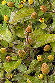 Para cress (Acmella oleracea)