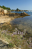 Rock sea-lavander (Limonium binervosum), Bréhat island, Côtes-d'Armor, Brittany, France