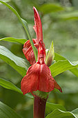 Roscoea (Roscoea purpurea) 'Red Gurkha'