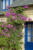 Bougainvillea x specto-glabra dans un jardin privé des Côtes-d'Armor, Bretagne, France