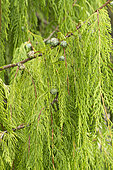 Chinese weeping cypress (Cupressus funebris)