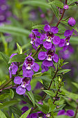 Angelonia (Angelonia angustifolia) 'Serena Purple'