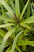 Chinese palm sedge (Carex phyllocephala)