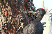 Pic noir (Dryocopus martius) femelle adulte sur un tronc de pin mort se nourrissant bec ouvert et langue sortie. Remarquez les plaques d'écorces arrachées, Août, Finistère, France