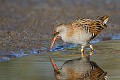 Water rail (Rallus aquaticus) adult prospecting open beak along the mirror effect mud in the morning, September, south Finistère, France