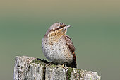 Wryneck (Jynx torquilla) adult on a picket in autumn migration observing, September, Finistere, France