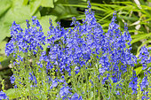 Veronica austriaca subsp. teucrium 'Royal Blue'