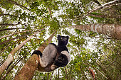 The critically endangered Indri indri photographed in the Mitsinjo natural reserve. This wild individual was feed by leaves to a scientist that was monitoring this group. Madagascar Finalist at Montier en der et à Namur festival 2018.
