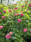 Hydrangea serrata 'Toujours Rose'