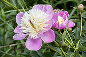 Paeonia lactiflora 'Bowl of Beauty' Obtenteur : Hoogendoorn 1949