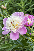 Paeonia lactiflora 'Bowl of Beauty' Obtenteur : Hoogendoorn 1949
