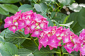 Hydrangea serrata 'Toujours Rose'