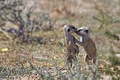 Meerkats (Suricata suricatta), two young males playing, nose to nose, Kgalagadi Transfrontier Park, Northern Cape, South Africa, Africa