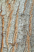 Brazilian Pepper Tree bark (Schinus terebinthifolius), Ranohira, Massif of Isalo, Madagascar